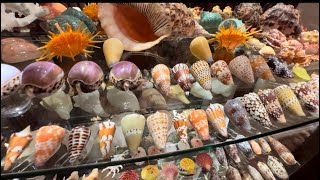 My SEA SHELL COLLECTION [upl. by Franklyn370]