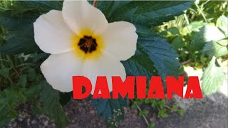 Damiana  Turnera Difusa  Planta Medicinal [upl. by Teleya]