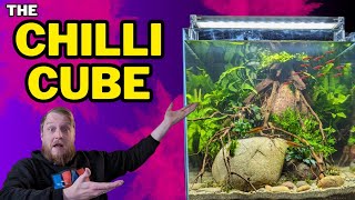 New FISH ROOM scape simple CHILLI RASBORA amp EPIPHYTES How To Step By Step Guide Planted Tank [upl. by Massimo78]