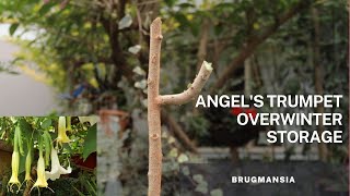 Overwinter tips for the Brugmansia  Angels Trumpet plant [upl. by Ikkaj898]