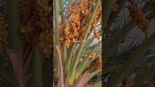 Dubai Dates Tree Dates Dates Fruit Yellow Dates in Dubai Nature Benz Art Shorts [upl. by Hawkie]