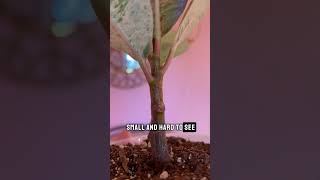 Cloning Paste on Ficus  1 week update plants houseplantclub houseplants ficusplant rubbertree [upl. by Schmidt414]