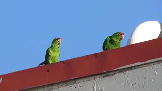 Whiteeyed Parakeets vocalizing Psittacara leucophthalmus [upl. by Anirak]