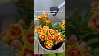 Encourage your Kalanchoe to bloom at any time 🌼succulentsbox succulents houseplants calandiva [upl. by Cooke]