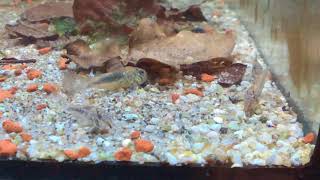 Corydoras fowleri fry [upl. by Aracot]