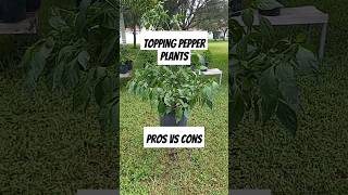 HOW TO TRIM TOP PEPPER PLANTS GARDEN [upl. by Llovera]