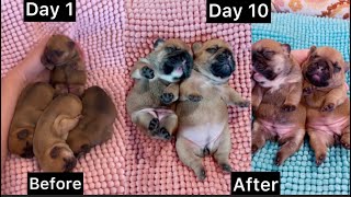 Fall In Love With My Newborn French Bulldog Puppies 10 Days Journey With Mom ❤️ [upl. by Yelyab]