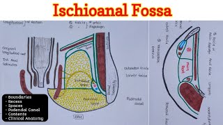 Ischioanal Fossa  Perineum 46 [upl. by Dreher]