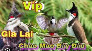 Mào Bẫy Đấu Gia Lai Hàng Tuyển Giọng Xoắn 789 Giá Cực Rẻ 17112024 [upl. by Nitas395]