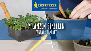 Pflanzen pikieren  so wird es gemacht [upl. by Lesak141]