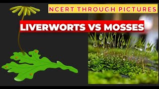 Plant kingdom  05  Liverworts vs Mosses  Class 11  NCERT  NEET  NCERT through pictures [upl. by Ruy]