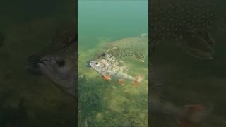 This pike destroys the perch 😰 pike perch fishing underwater [upl. by Eveiveneg722]