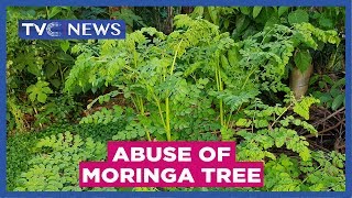 Experts warn against abuse of Moringa tree [upl. by Avla]