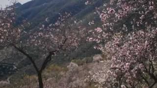 Almendros en flor Alpujarra y Contraviesa EneFeb 2012 [upl. by Cahn]