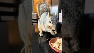 Peanuts and Walnuts shorts squirrel cute pet [upl. by Ennaylil]