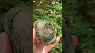 Big Bumpy Fossil NoduleConcretion on Rock fossil fossils rocks gems minerals rockhounding [upl. by Woo970]