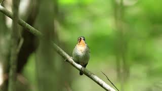 Mindre Flugsnappare Ficedula Parva Redbreasted Flycatcher [upl. by Caria]