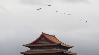 1131110 The great cormorants flying over the Grand Hotel this morning [upl. by Drofyar]