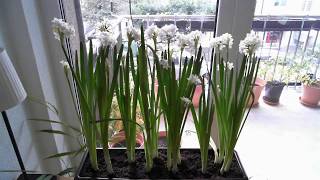 Paperwhite Narcissus 25Day Time Lapse of Sprouting Blooming and Wilting [upl. by Ffoeg480]