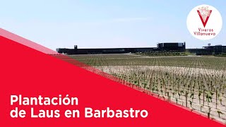 Plantación de Laus en Barbastro [upl. by Jennee]