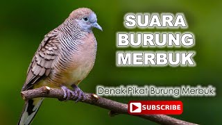 Suara Burung Merbuk Denak Suara Champion Berhasil Dalam 10 minit [upl. by Nosauq]