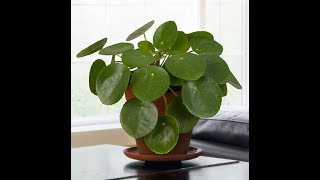 Growing the Chinese Money Plant Pilea peperomioides [upl. by Arliene]