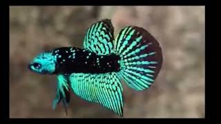 Most beautiful betta fish 🐟🐟 feeds aquarium bettafishlove suggestedvideo [upl. by Petit]