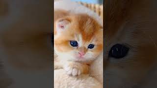 Sweetie kittens meowing 😍🐾🐈cat shorts viralshorts catlover [upl. by Udele]