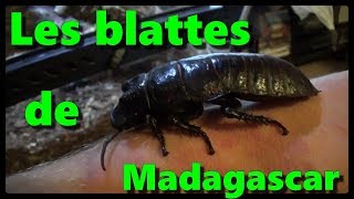 Les blattes de Madagascar  Nouveau terra [upl. by Emersen61]