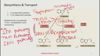 Auxin BiosynthesisTransportPlant Hormones CUETPGGATEIITJAM [upl. by Enelrae]