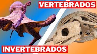 O QUE SÃO ANIMAIS VERTEBRADOS E INVERTEBRADOS  MUNDO ANIMAL SELVAGEM [upl. by Llertnad]