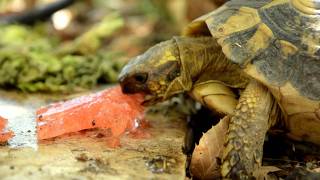 tortue dhermann en corse dans un jardin [upl. by Ahsinrad]