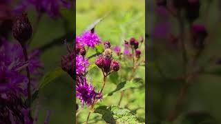 Working the Ironweed wwwoakpointfarmcom honeybees beekeeping farmlife shorts apiary bees [upl. by Nine140]