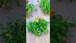 Prepare portulaca plant for planting shortvideo howtogrowportulaca gardenflower garden bonsai [upl. by Aneehc375]