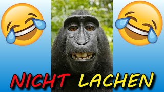 VERSUCHE NICHT ZU LACHEN  🤣🤣🤣 31 [upl. by Idnahc199]