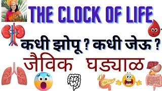 The Clock of life I आपले अवयव व जैविक घड्याळ healthtips bodyclock shubhadachandgude [upl. by Rochemont164]