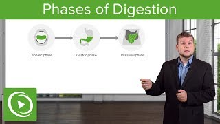 Phases of Digestion – Gastrointestinal System  Lecturio [upl. by Nosneh]