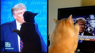 Why Do Cats Act Weird when They See Trump [upl. by Esinnej527]