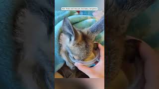 Man finds and rescues lost baby kangaroo kangaroo babykangaroo short [upl. by Nylteak418]