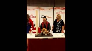 Amazing KURILIAN Bobtail shows high class [upl. by Nivad]