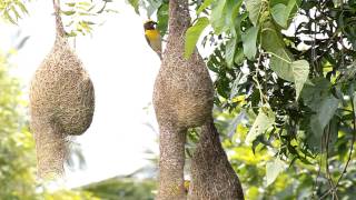 Weaver BirdIndian Weaver Bird Nest [upl. by Keegan55]