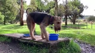 Airedale amp NZ Huntaway at the dog park [upl. by Eanahc]