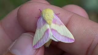 Rosy Maple Moth on my FINGER Adorable [upl. by Montanez]