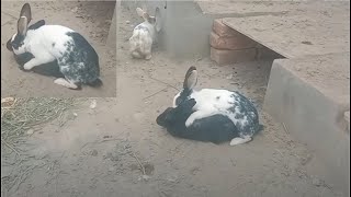 Mating Rabbits ll Breeding Rabbits [upl. by Ydnab]