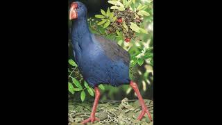 Porphyrio mantelli North Island Takahe [upl. by Adiell801]