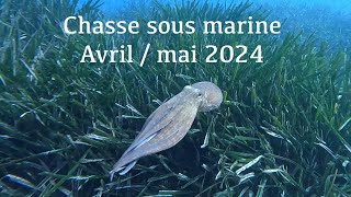 Chasse sous marine avril  mai 2024 loup barracuda chapon araignée mostelle rouget etc… [upl. by Rudin]