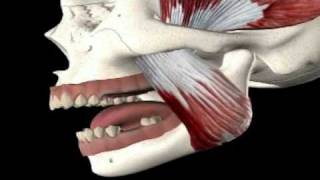 Pain in the Jaw Symptoms amp Treatment [upl. by Fafa]