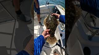 Barnegat Bay Flounder Fishing [upl. by Fineman212]