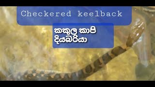 checkered keelback  diya naya diya bariya  snakes of Lanka [upl. by Bouchier]