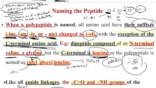 Biochemistry lec 4 proteins structure [upl. by Levinson855]